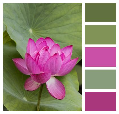 Lotus Flower Flower Background Image